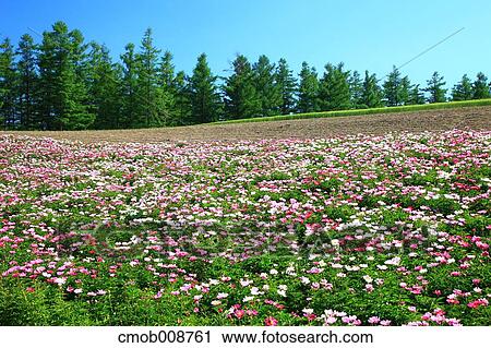 Hokkaido, Japan View Large Photo Image Stock Image - Hokkaido, Japan. Fotosearch