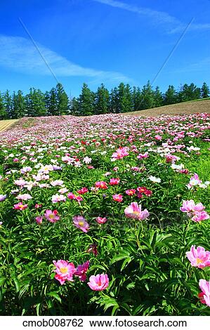Hokkaido, Japan View Large Photo Image Stock Image - Hokkaido, Japan. Fotosearch