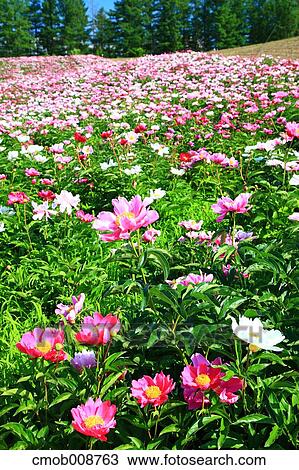 Stock Image - Hokkaido, Japan. Fotosearch