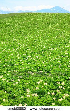 Hokkaido, Japan View Large Photo Image Stock Image - Hokkaido, Japan. Fotosearch