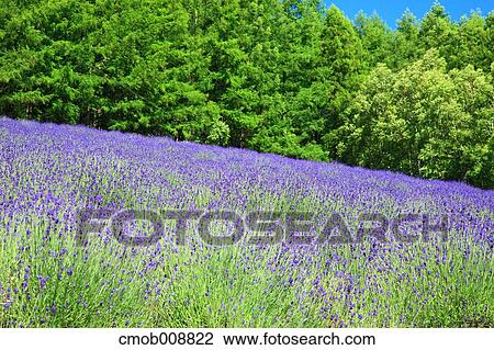 Stock Image - Hokkaido, Japan. Fotosearch