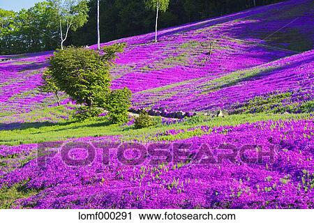 Hokkaido, Japan View Large Photo Image Stock Image - Hokkaido, Japan. Fotosearch