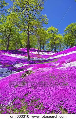 Hokkaido, Japan View Large Photo Image Stock Image - Hokkaido, Japan. Fotosearch