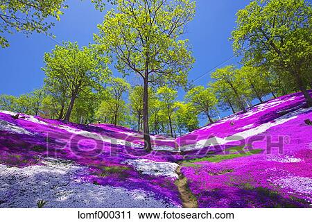 Hokkaido, Japan View Large Photo Image Stock Image - Hokkaido, Japan. Fotosearch