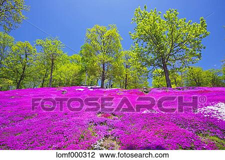 Hokkaido, Japan View Large Photo Image Stock Image - Hokkaido, Japan. Fotosearch