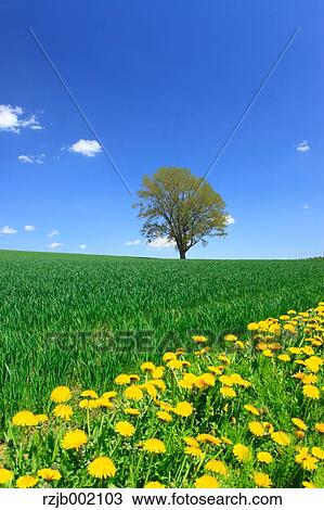 Stock Image - Hokkaido, Japan. Fotosearch