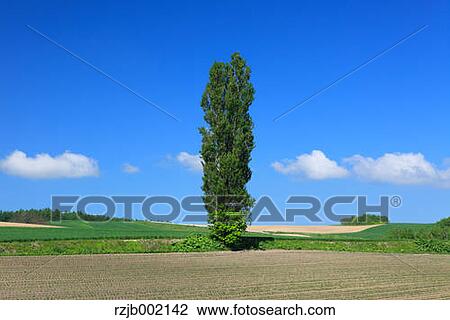 Stock Image - Hokkaido, Japan. Fotosearch