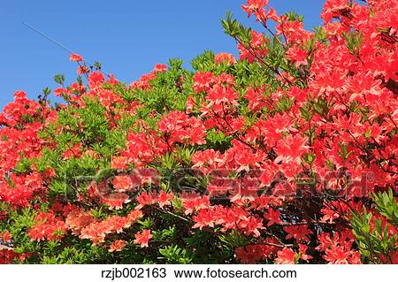 Stock Image - Hokkaido, Japan. Fotosearch