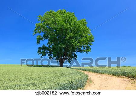 Stock Image - Hokkaido, Japan. Fotosearch