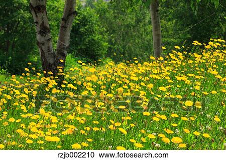 Hokkaido, Japan View Large Photo Image Stock Image - Hokkaido, Japan. Fotosearch