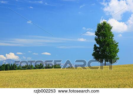 Hokkaido, Japan View Large Photo Image Stock Image - Hokkaido, Japan. Fotosearch