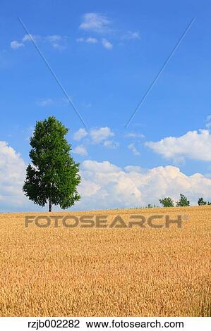 Stock Image - Hokkaido, Japan. Fotosearch