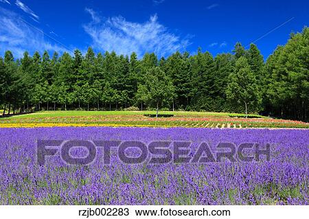 Hokkaido, Japan View Large Photo Image Stock Image - Hokkaido, Japan. Fotosearch