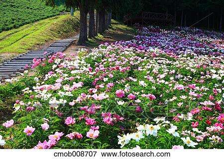Hokkaido, Japan View Large Photo Image Stock Photo - Hokkaido, Japan. Fotosearch