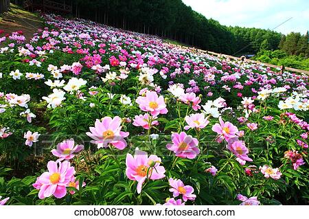 Hokkaido, Japan View Large Photo Image Stock Photo - Hokkaido, Japan. Fotosearch