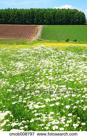 Hokkaido, Japan View Large Photo Image Stock Photo - Hokkaido, Japan. Fotosearch