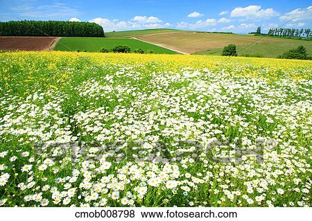 Stock Photo - Hokkaido, Japan. Fotosearch