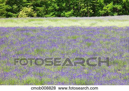 Hokkaido, Japan View Large Photo Image Stock Photo - Hokkaido, Japan. Fotosearch