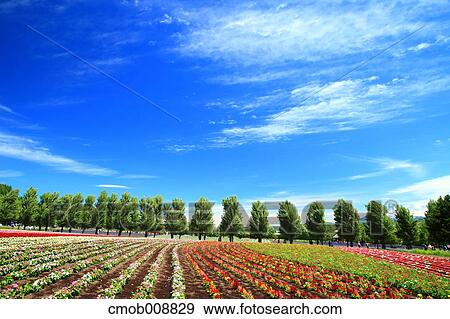 Hokkaido, Japan View Large Photo Image Stock Photo - Hokkaido, Japan. Fotosearch