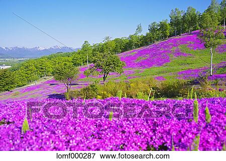 Hokkaido, Japan View Large Photo Image Stock Photo - Hokkaido, Japan. Fotosearch