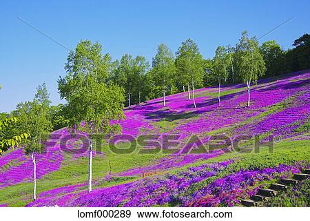 Stock Photo - Hokkaido, Japan. Fotosearch