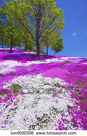 Hokkaido, Japan View Large Photo Image Stock Photo - Hokkaido, Japan. Fotosearch