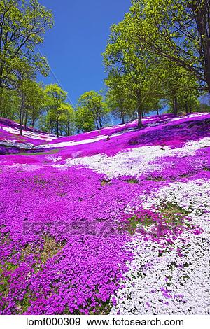 Hokkaido, Japan View Large Photo Image Stock Photo - Hokkaido, Japan. Fotosearch