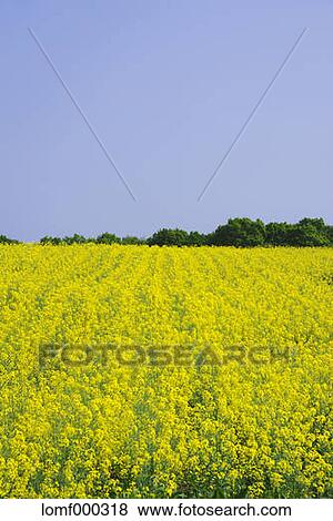 Stock Photo - Hokkaido, Japan. Fotosearch
