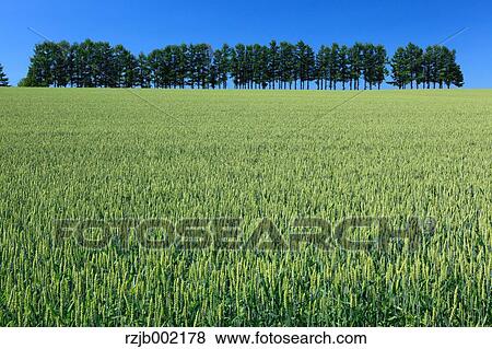 Stock Photo - Hokkaido, Japan. Fotosearch