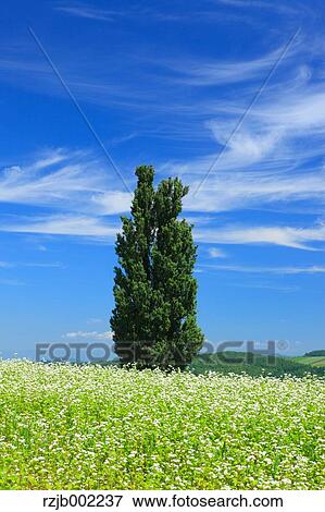 Hokkaido, Japan View Large Photo Image Stock Photo - Hokkaido, Japan. Fotosearch