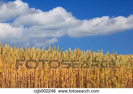 Hokkaido, Japan View Large Photo Image Stock Photo - Hokkaido, Japan. Fotosearch