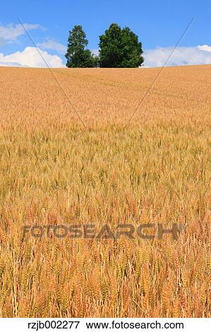 Hokkaido, Japan View Large Photo Image Stock Photo - Hokkaido, Japan. Fotosearch