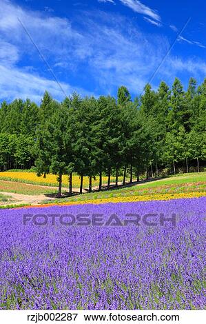 Hokkaido, Japan View Large Photo Image Stock Photo - Hokkaido, Japan. Fotosearch