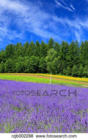 Hokkaido, Japan View Large Photo Image Stock Photo - Hokkaido, Japan. Fotosearch
