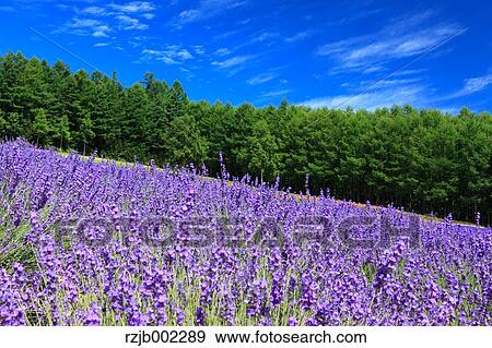 Hokkaido, Japan View Large Photo Image Stock Photo - Hokkaido, Japan. Fotosearch