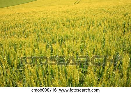 Hokkaido, Japan View Large Photo Image Stock Photograph - Hokkaido, Japan. Fotosearch