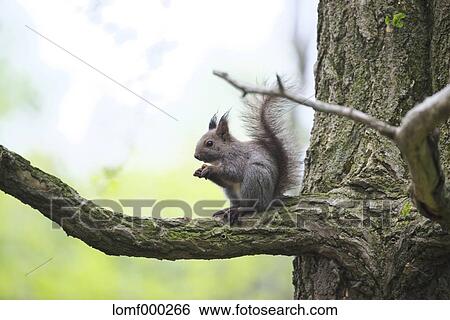 Stock Photograph - Hokkaido, Japan. Fotosearch