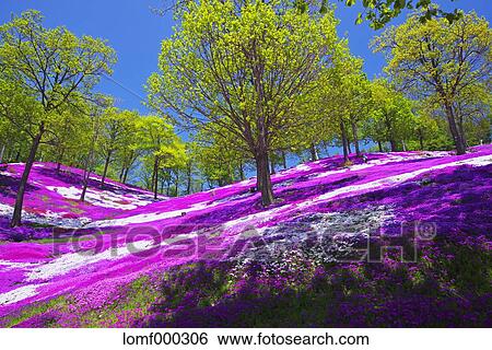 Stock Photograph - Hokkaido, Japan. Fotosearch