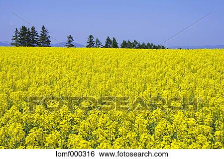 Stock Photograph - Hokkaido, Japan. Fotosearch