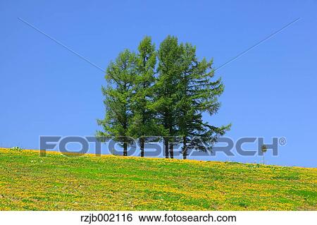 Hokkaido, Japan View Large Photo Image Stock Photograph - Hokkaido, Japan. Fotosearch