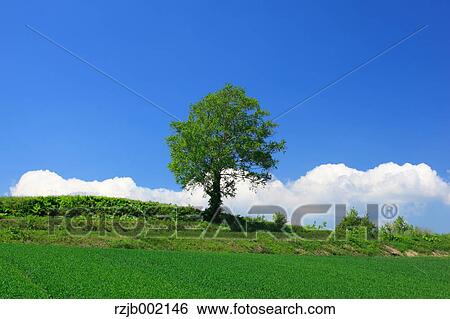 Stock Photograph - Hokkaido, Japan. Fotosearch