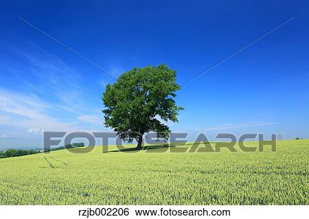 Stock Photograph - Hokkaido, Japan. Fotosearch