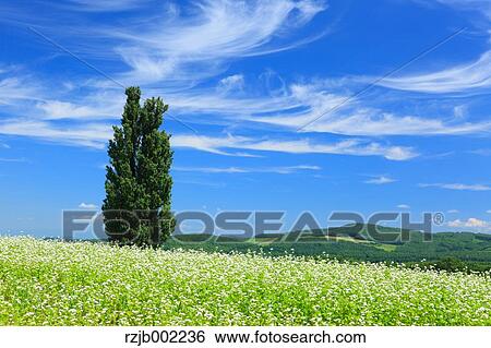 Hokkaido, Japan View Large Photo Image Stock Photograph - Hokkaido, Japan. Fotosearch