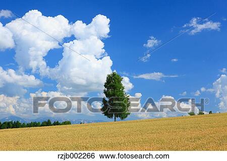 Hokkaido, Japan View Large Photo Image Stock Photograph - Hokkaido, Japan. Fotosearch
