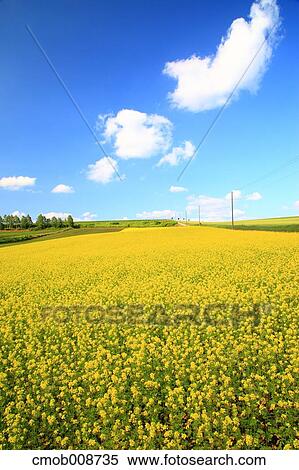 Hokkaido, Japan View Large Photo Image Stock Photography - Hokkaido, Japan. Fotosearch