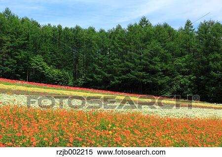 Stock Photography - Hokkaido, Japan. Fotosearch
