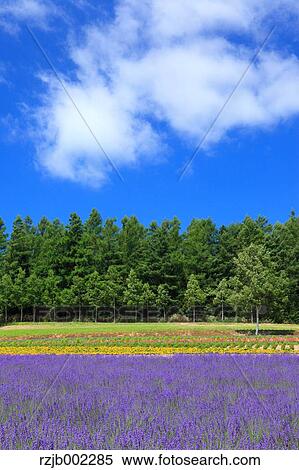 Hokkaido, Japan View Large Photo Image Stock Photography - Hokkaido, Japan. Fotosearch