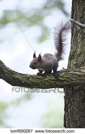 Hokkaido Squirrel View Large Photo Image Stock Photo - Hokkaido Squirrel. Fotosearch