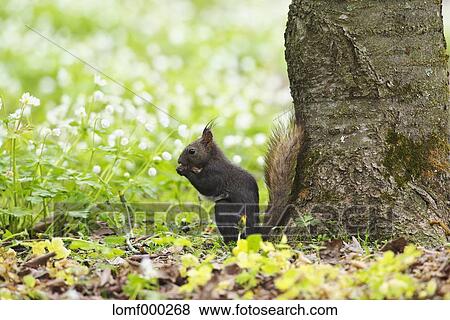 Hokkaido Squirrel View Large Photo Image Stock Photo - Hokkaido Squirrel. Fotosearch