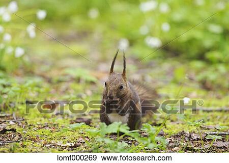 Stock Photo - Hokkaido Squirrel. Fotosearch